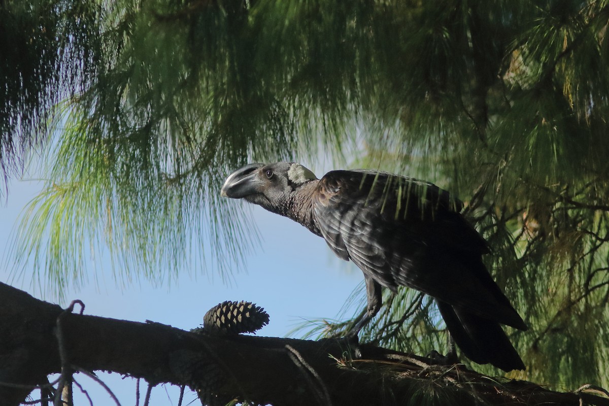 Thick-billed Raven - ML630597295