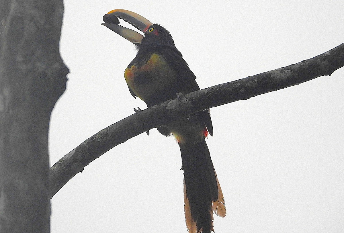 Collared Aracari - ML630597307