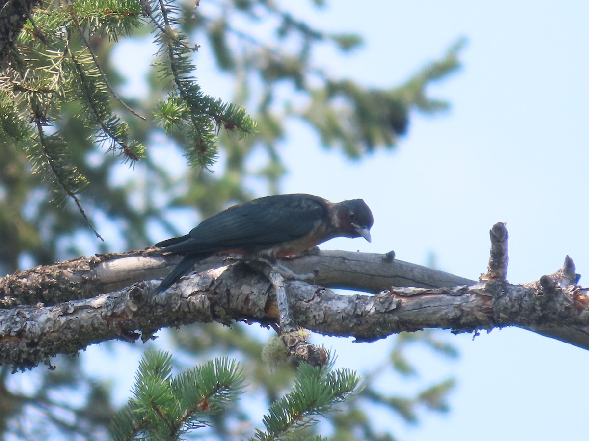 Lewis's Woodpecker - ML630597580