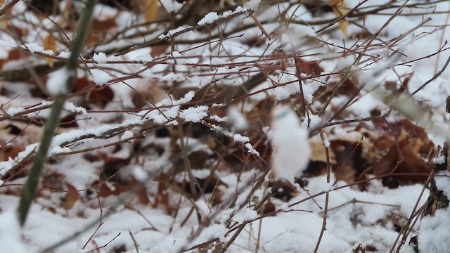 Eastern Towhee - ML630597644