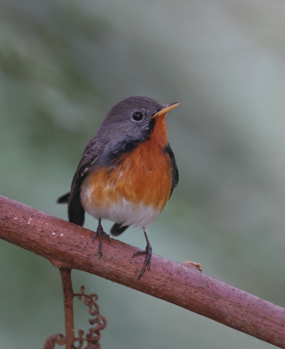 Kashmir Flycatcher - ML630597651