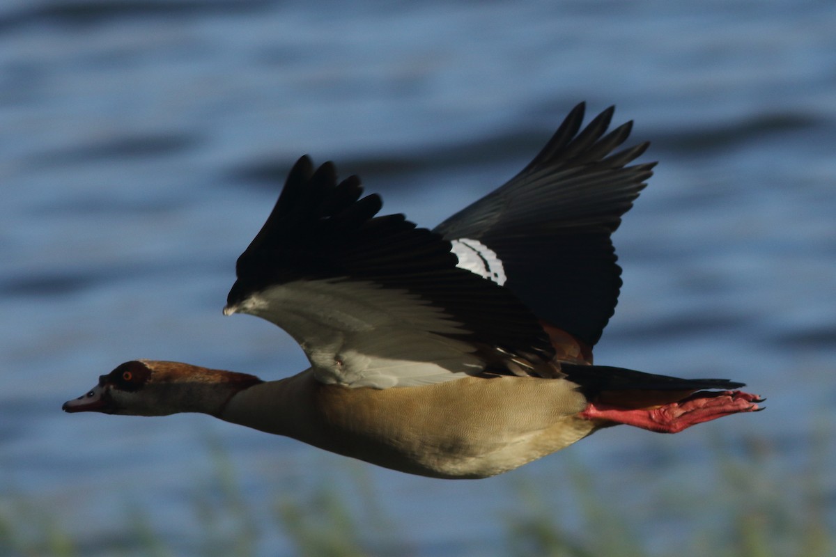 Nilgans - ML630597718