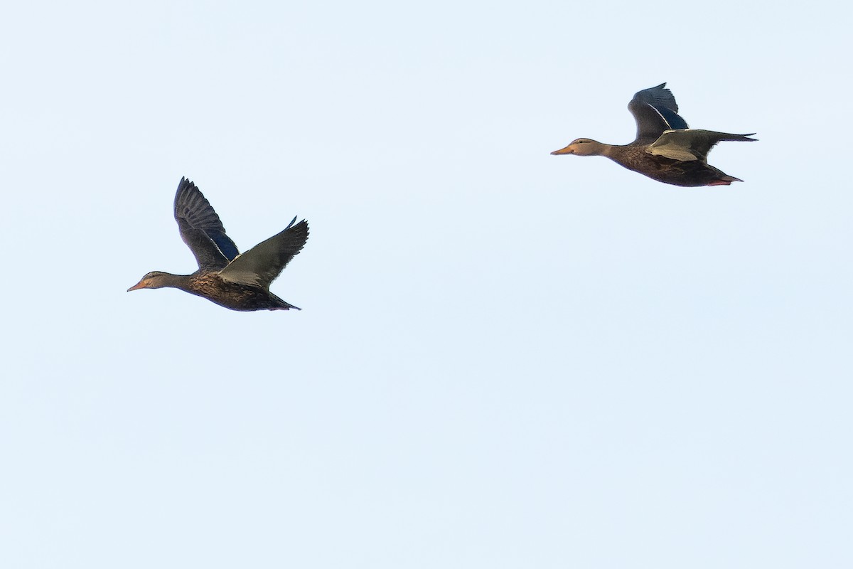 Canard du Mexique - ML630597841