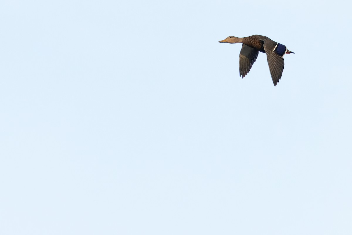Canard du Mexique - ML630597842