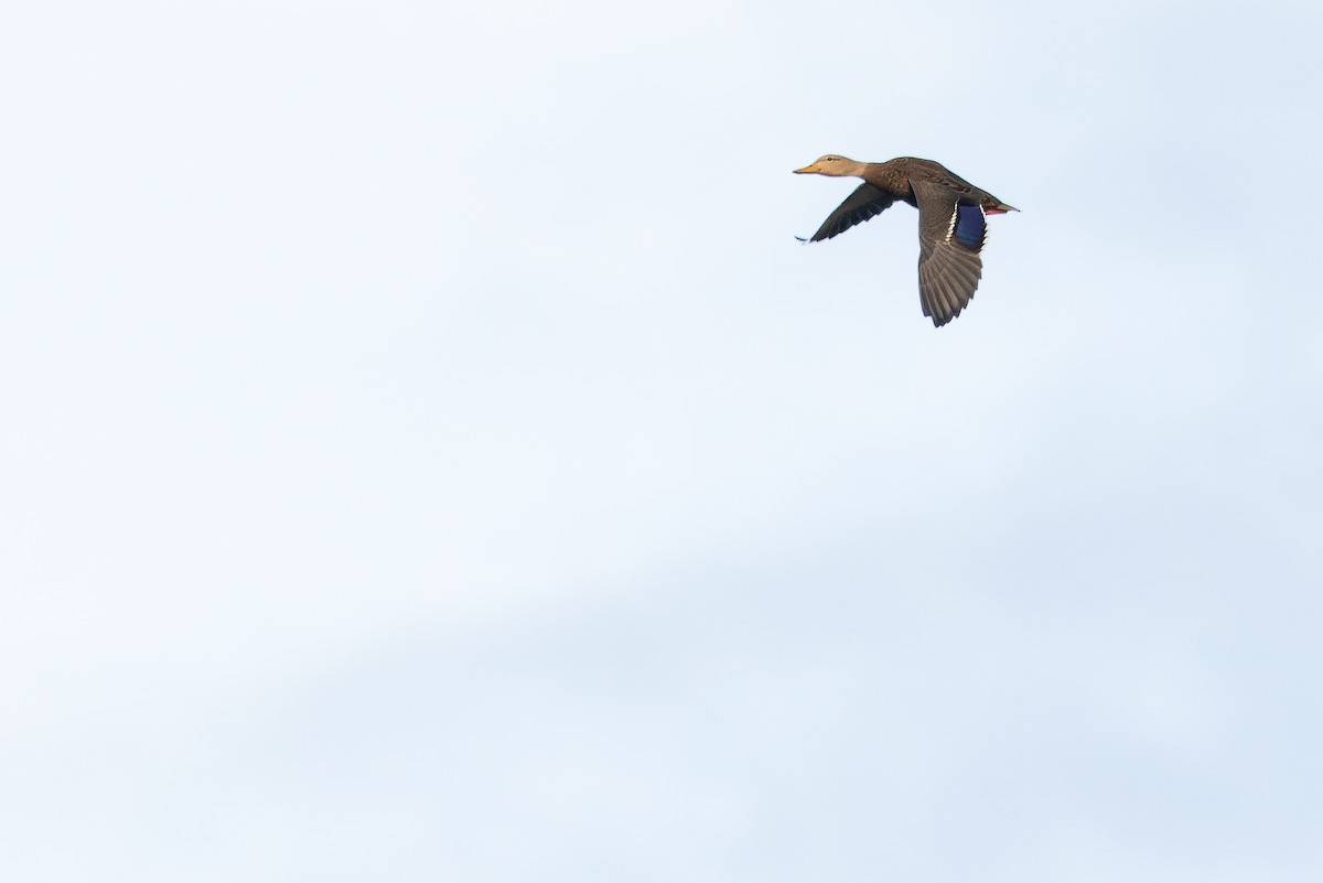 Canard du Mexique - ML630597843