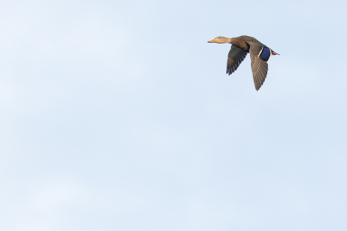 Canard du Mexique - ML630597844