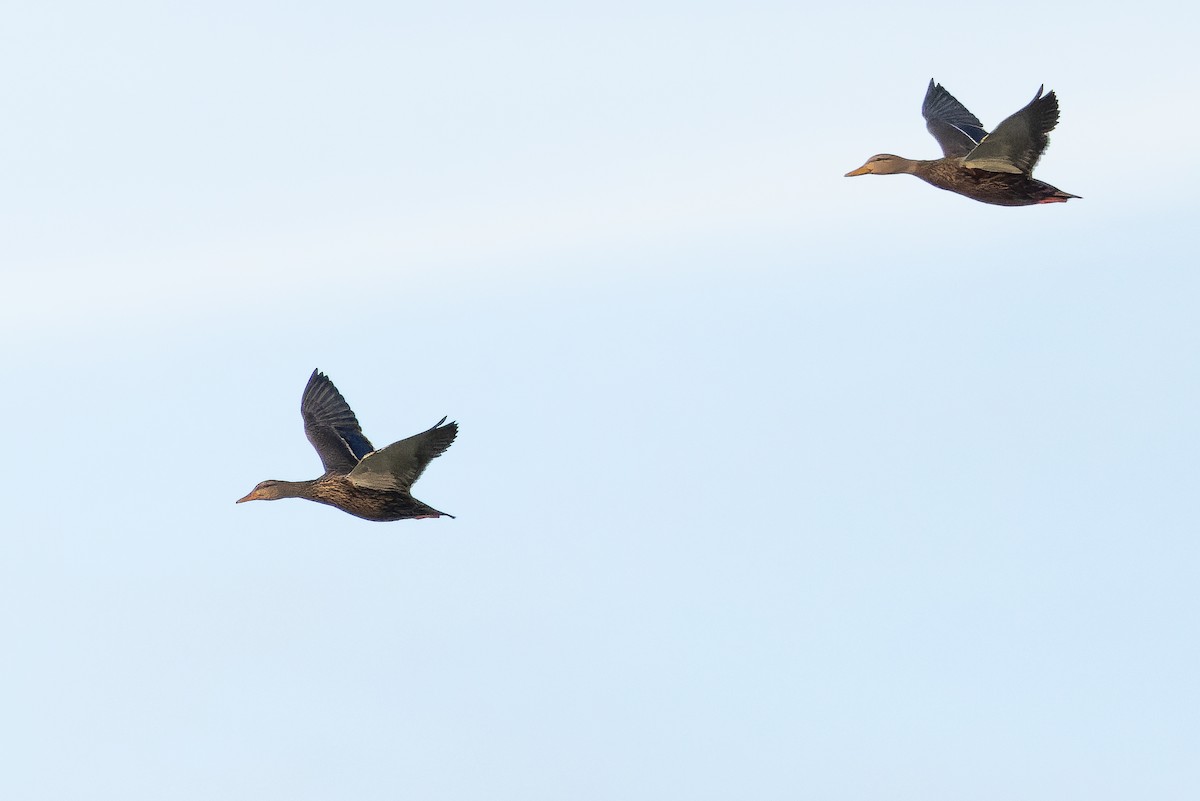 Canard du Mexique - ML630597845