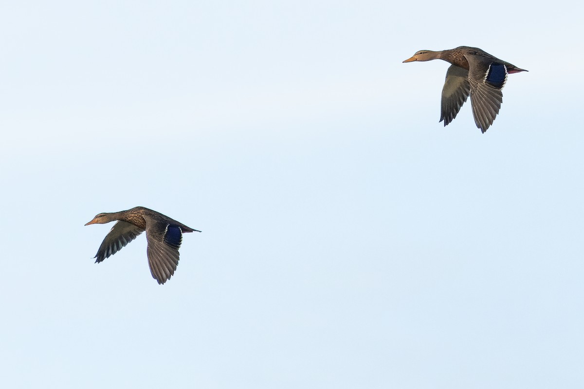 Canard du Mexique - ML630597846