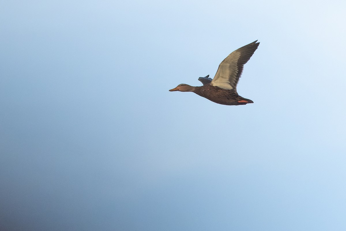 Canard du Mexique - ML630597847