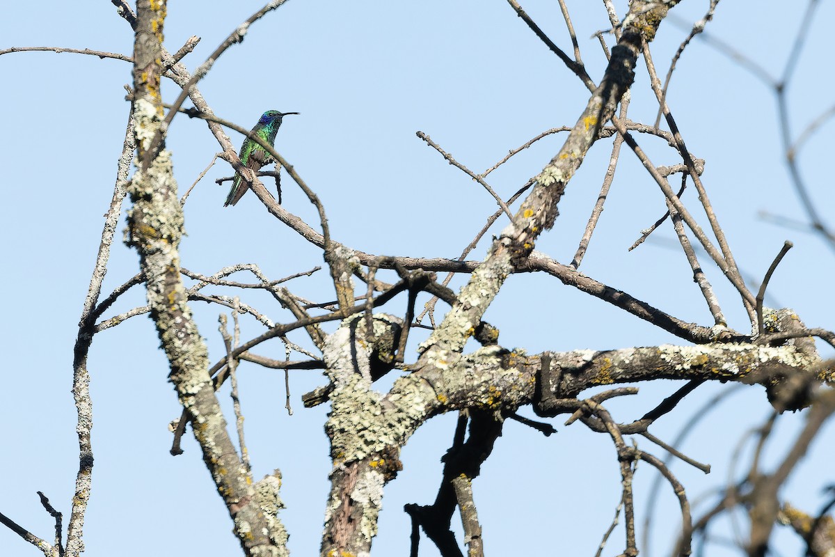 Mexiko-Veilchenohrkolibri - ML630598123