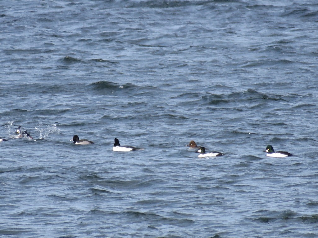 Ring-necked Duck - ML630598176