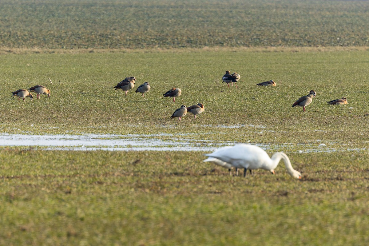 Egyptian Goose - ML630598525
