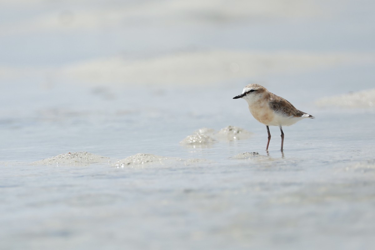 White-fronted Plover - ML630598559