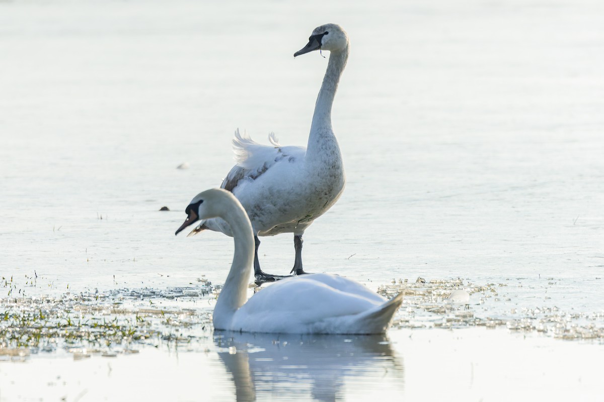 Mute Swan - ML630598601