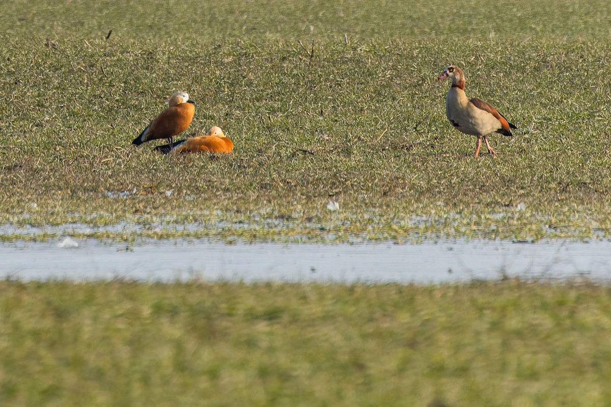 Ruddy Shelduck - ML630598814