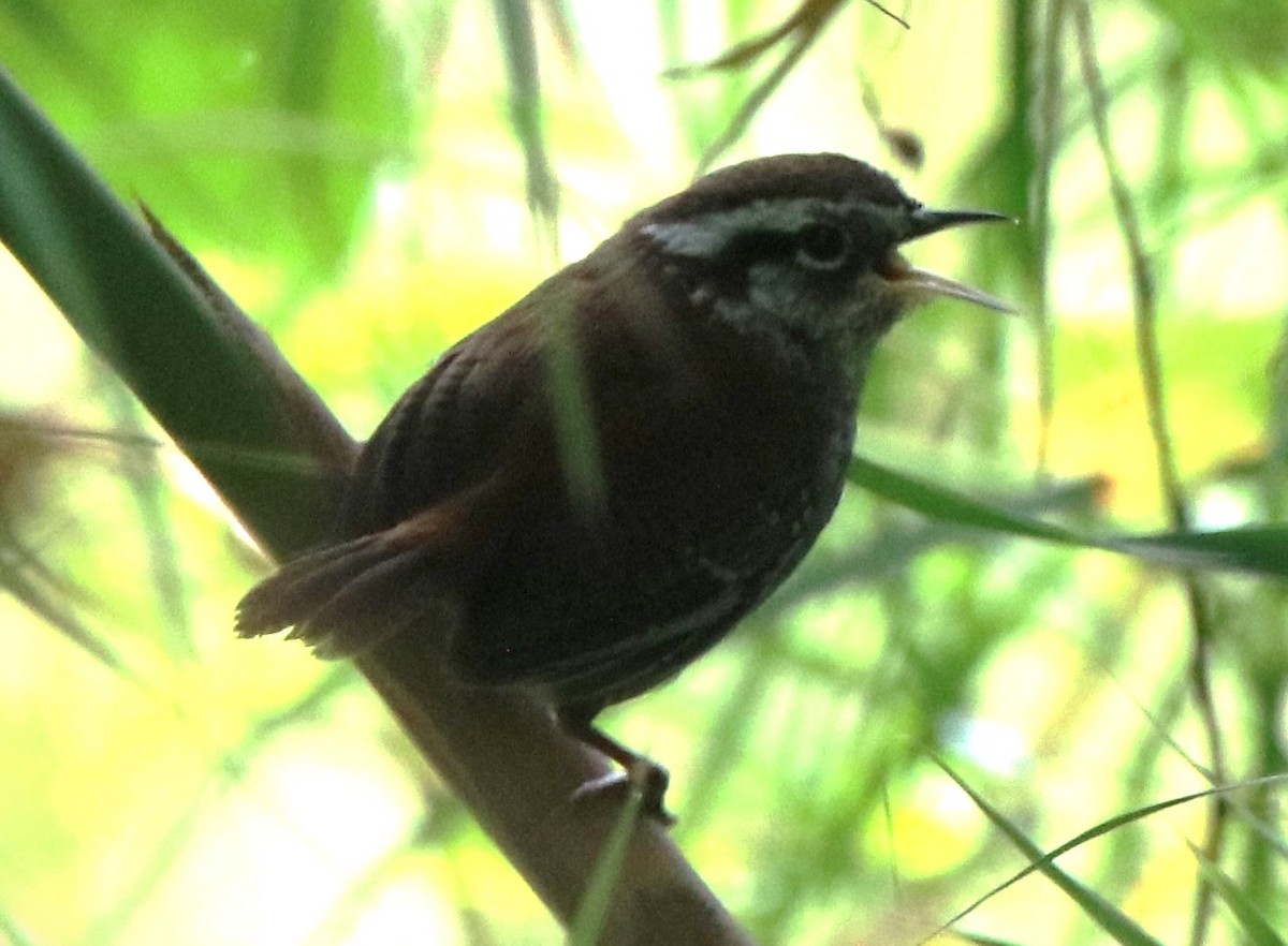 Timberline Wren - ML630599014