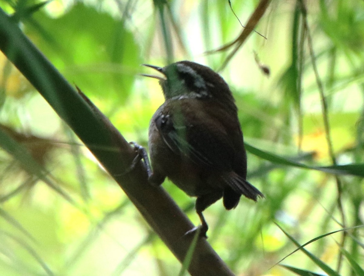 Timberline Wren - ML630599015