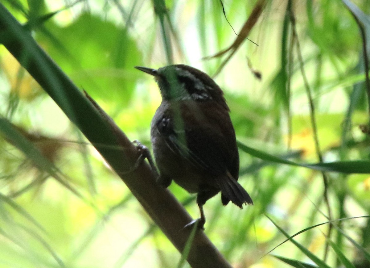 Timberline Wren - ML630599016