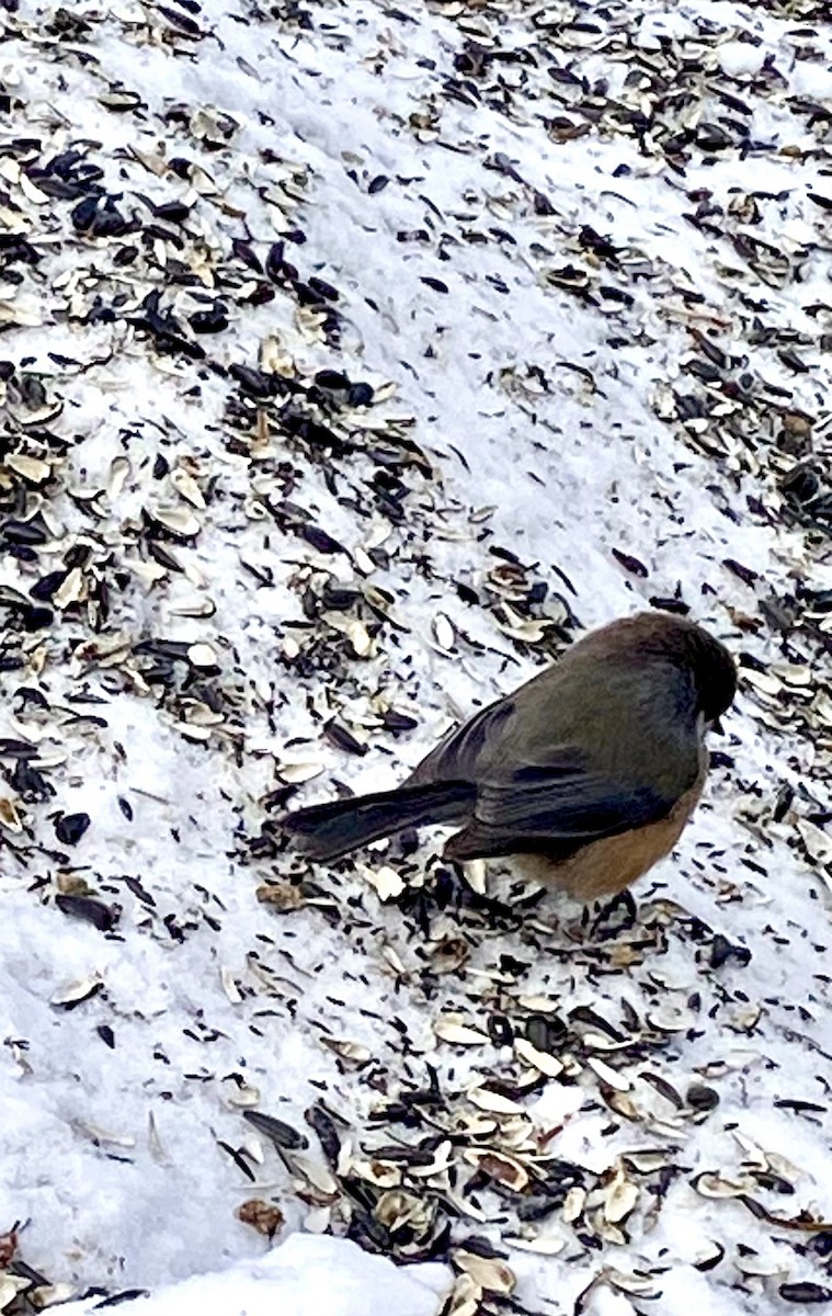 Boreal Chickadee - ML630599080