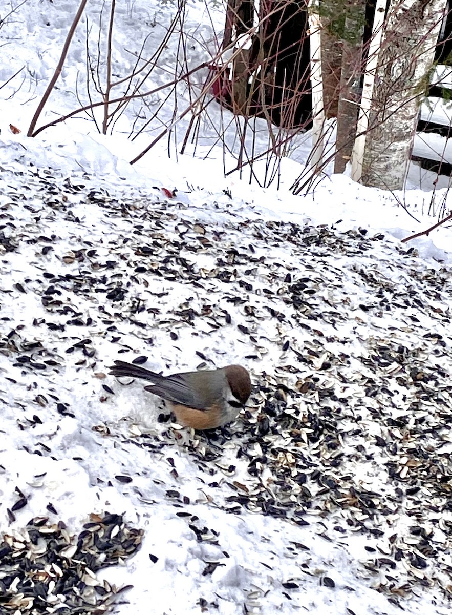 Boreal Chickadee - ML630599081