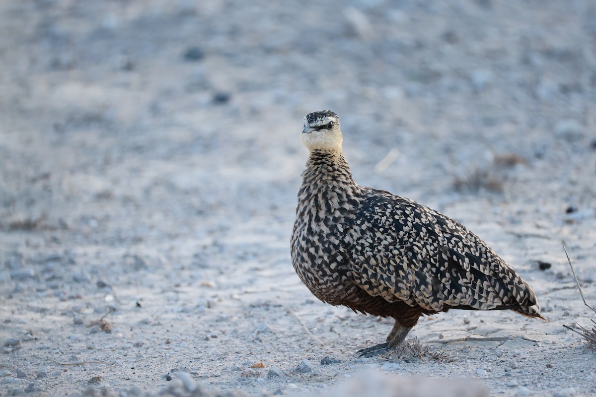 Yellow-throated Sandgrouse - ML630599086