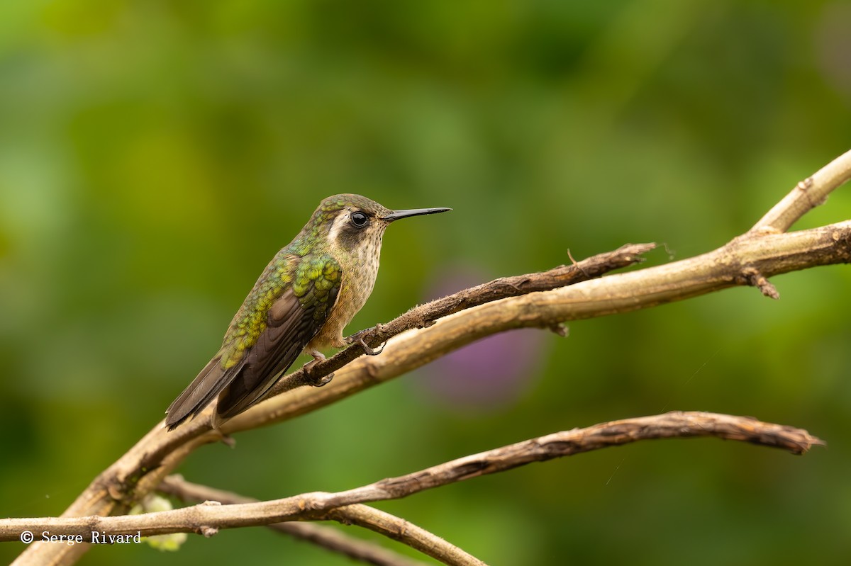 flekkolibri - ML630599272