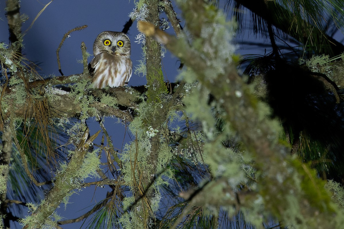 Northern Saw-whet Owl - ML630599321