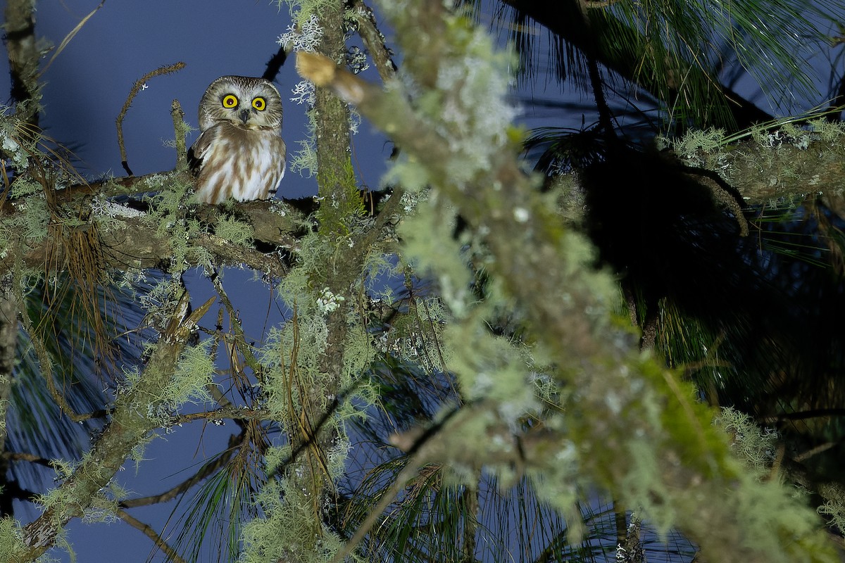 Northern Saw-whet Owl - ML630599322