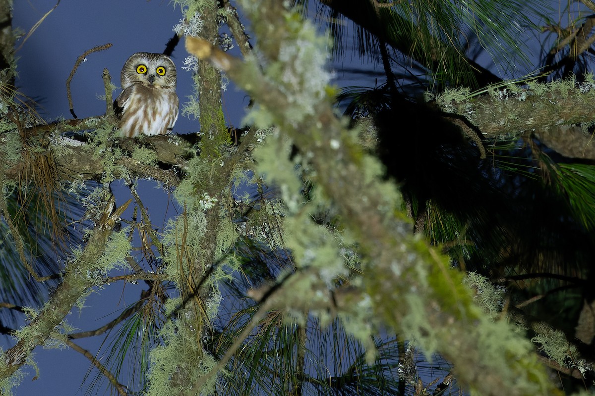 Northern Saw-whet Owl - ML630599323