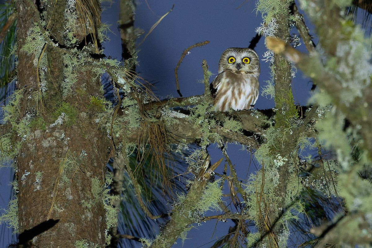 Northern Saw-whet Owl - ML630599324