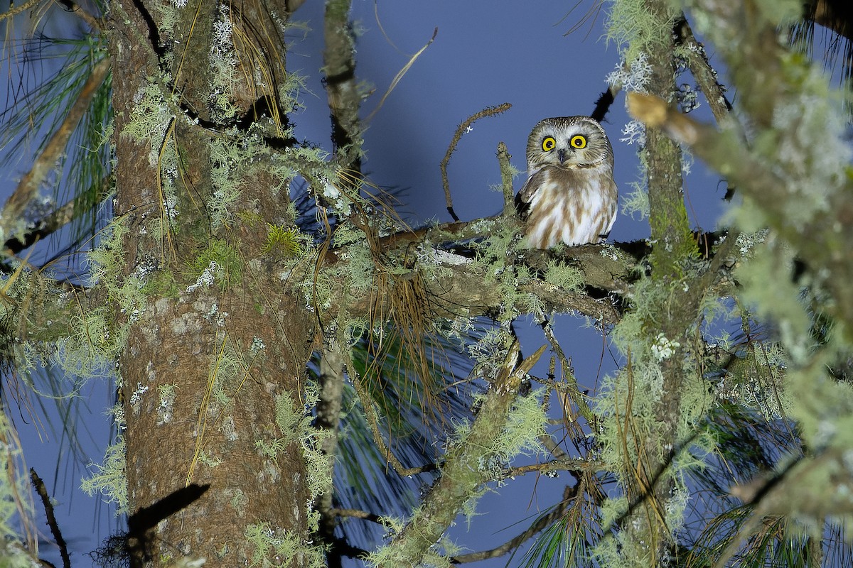 Northern Saw-whet Owl - ML630599325