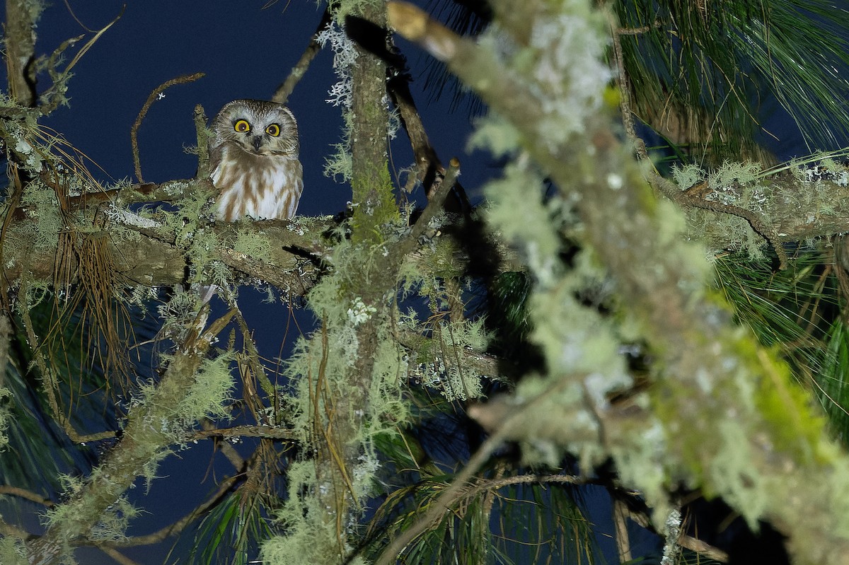 Northern Saw-whet Owl - ML630599326