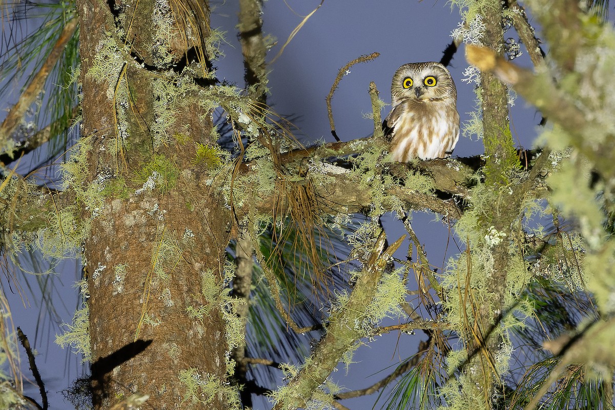 Northern Saw-whet Owl - ML630599327