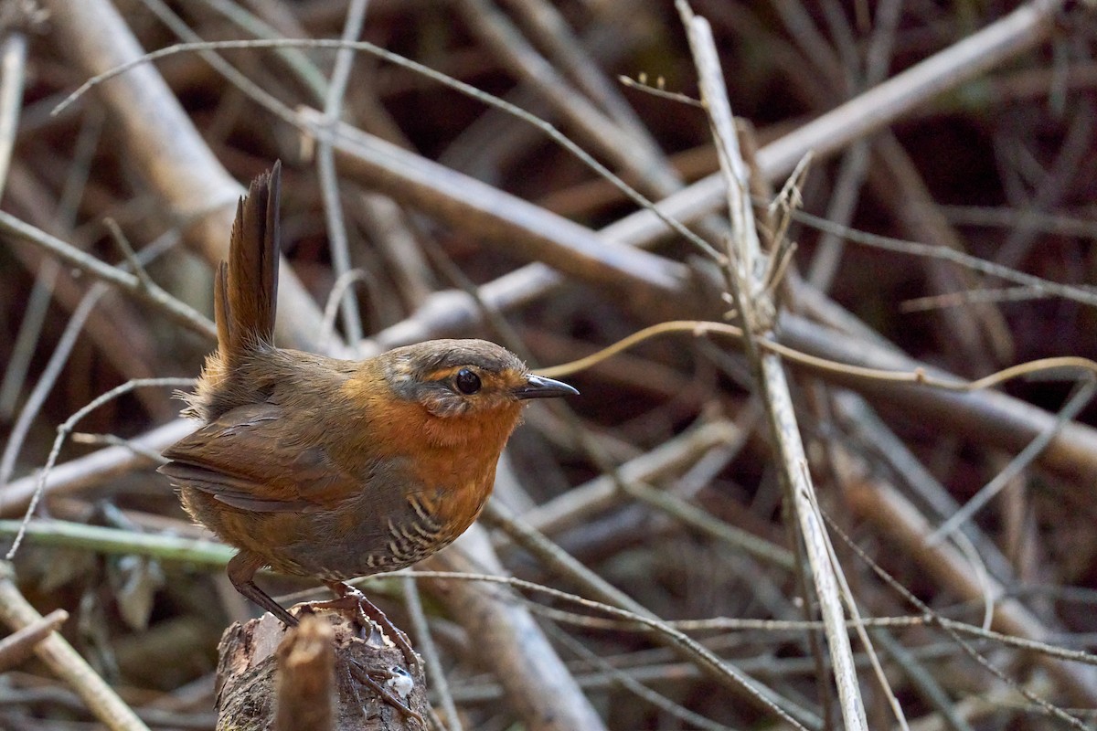 Chucao Tapaculo - ML630599401