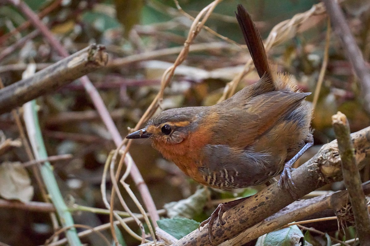 Chucao Tapaculo - ML630599402
