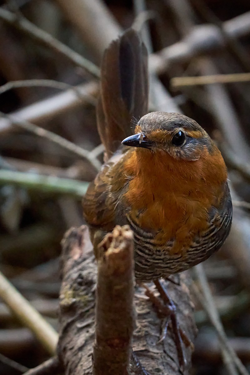 Chucao Tapaculo - ML630599403
