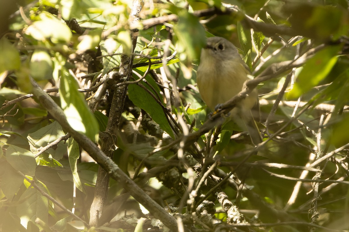 Dwarf Vireo - ML630599473