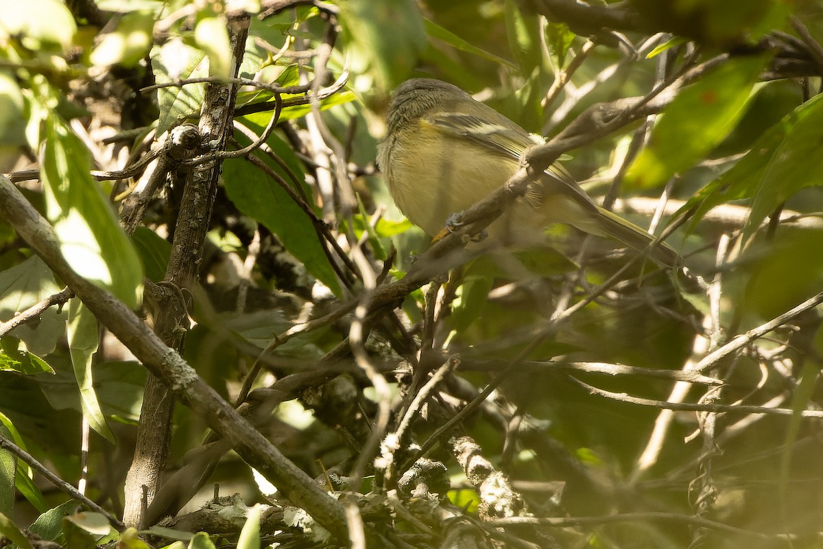 Dwarf Vireo - ML630599474