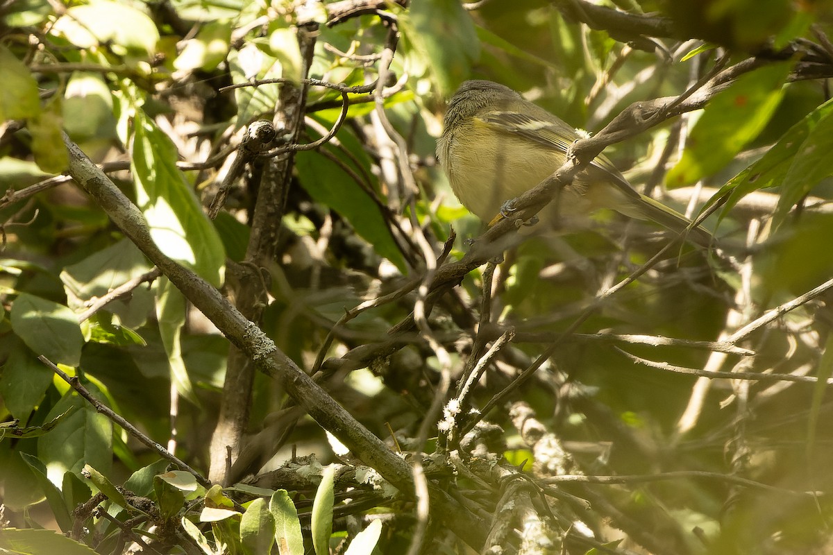 Dwarf Vireo - ML630599475