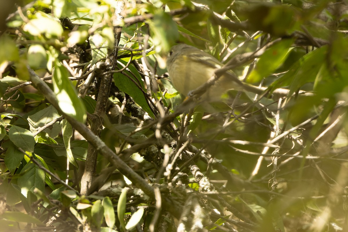 Dwarf Vireo - ML630599477