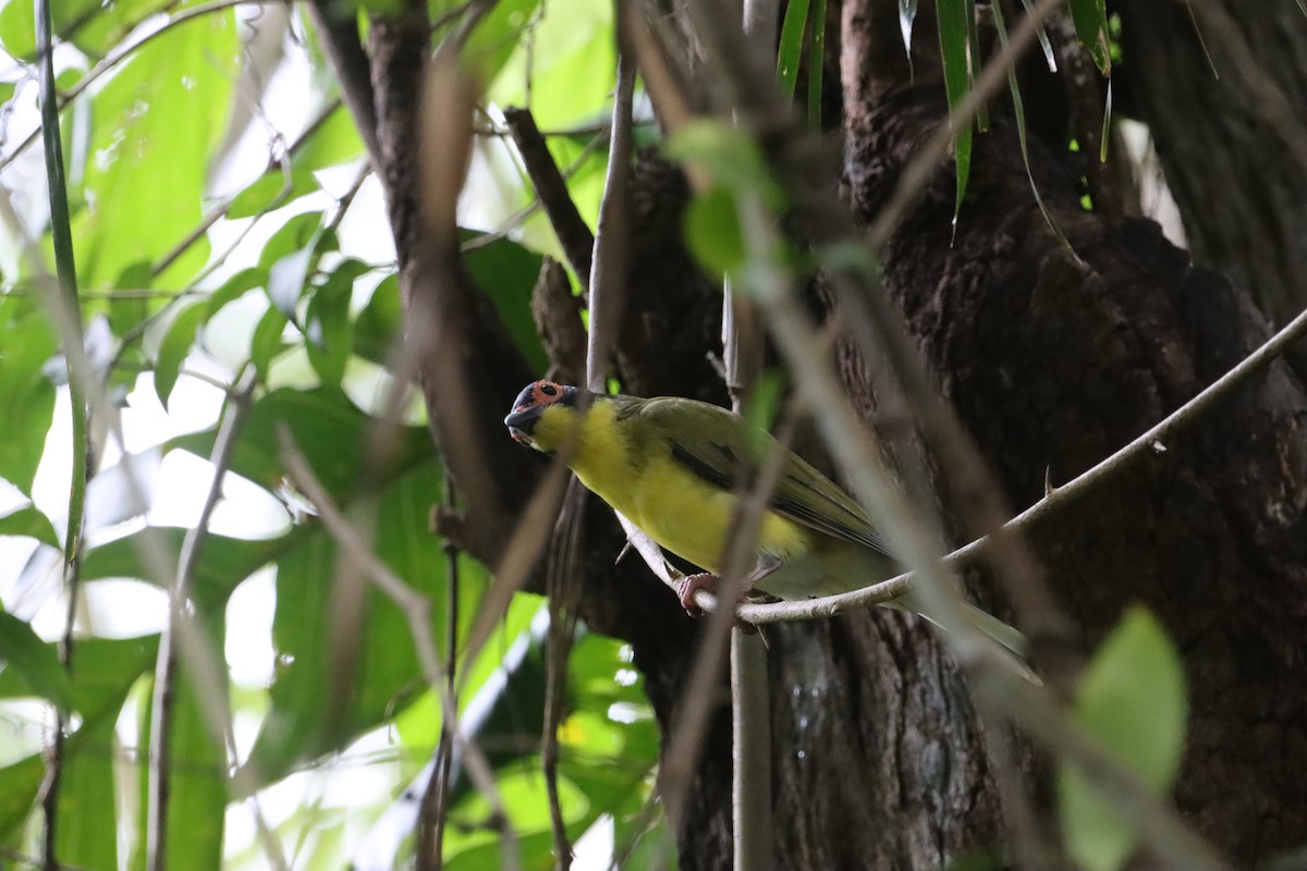 Australasian Figbird - ML630599533