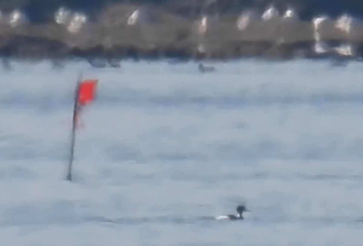 Red-breasted Merganser - ML630599635