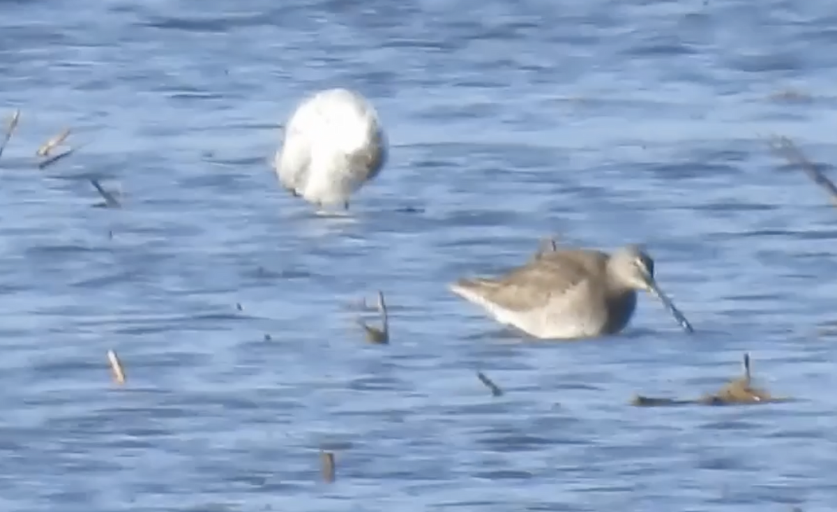 Long-billed Dowitcher - ML630599710