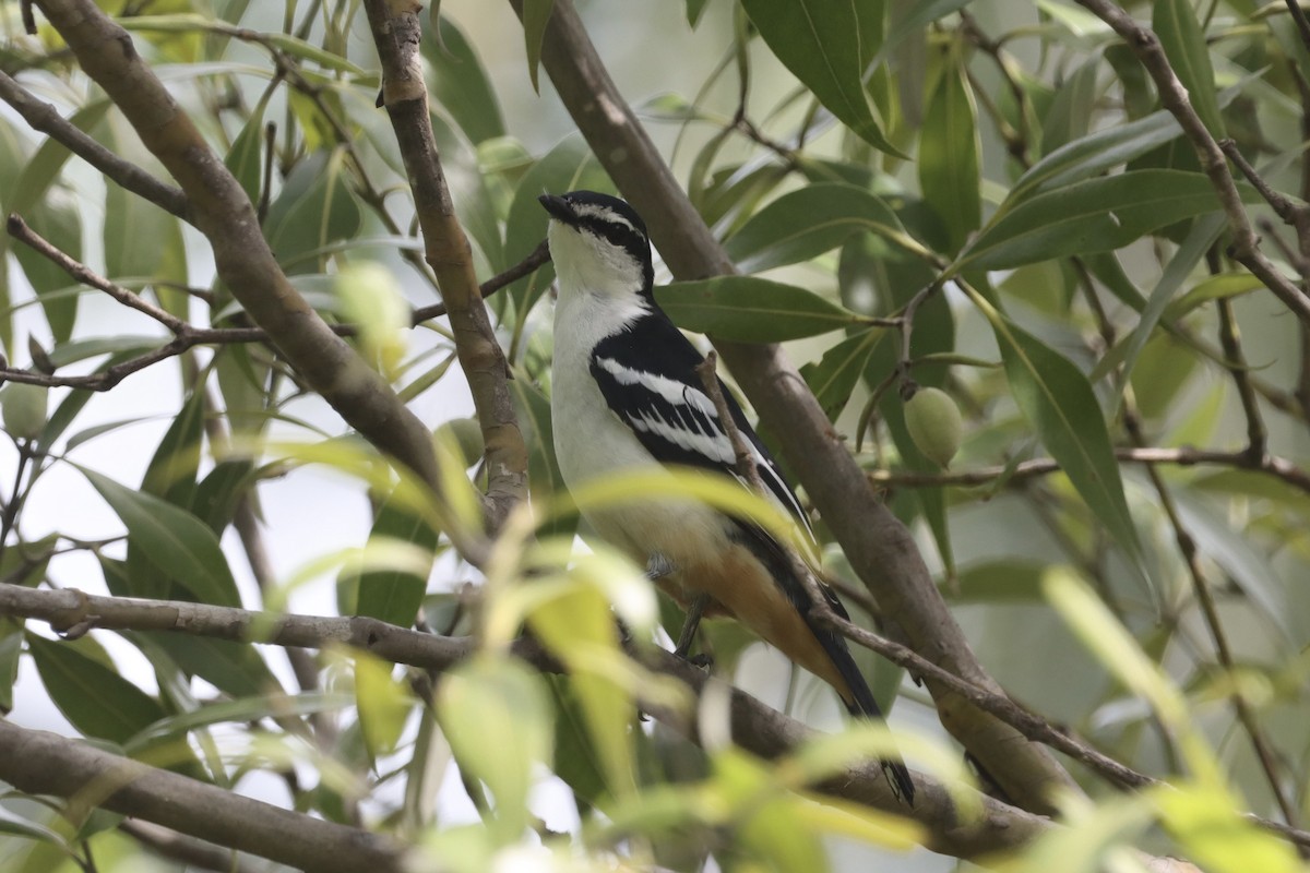 Varied Triller - ML630599810