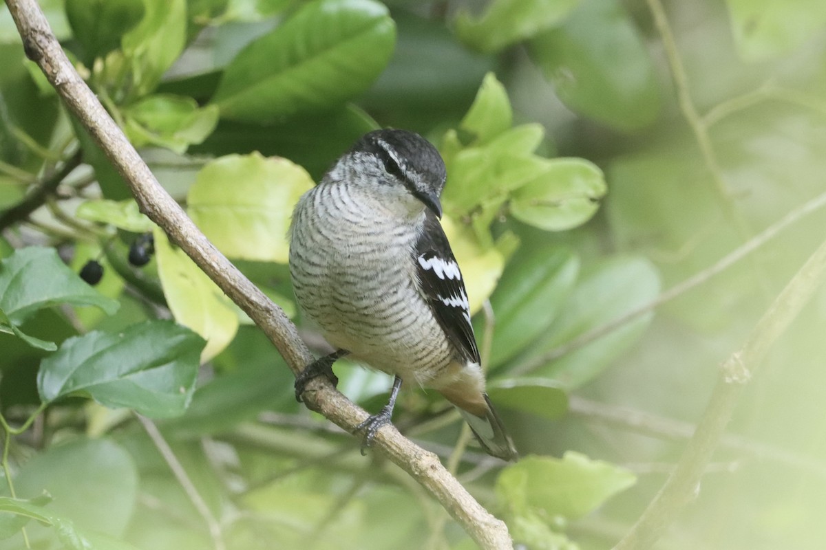 Varied Triller - ML630599811