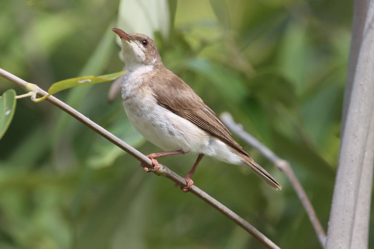 Brown-backed Honeyeater - ML630599826