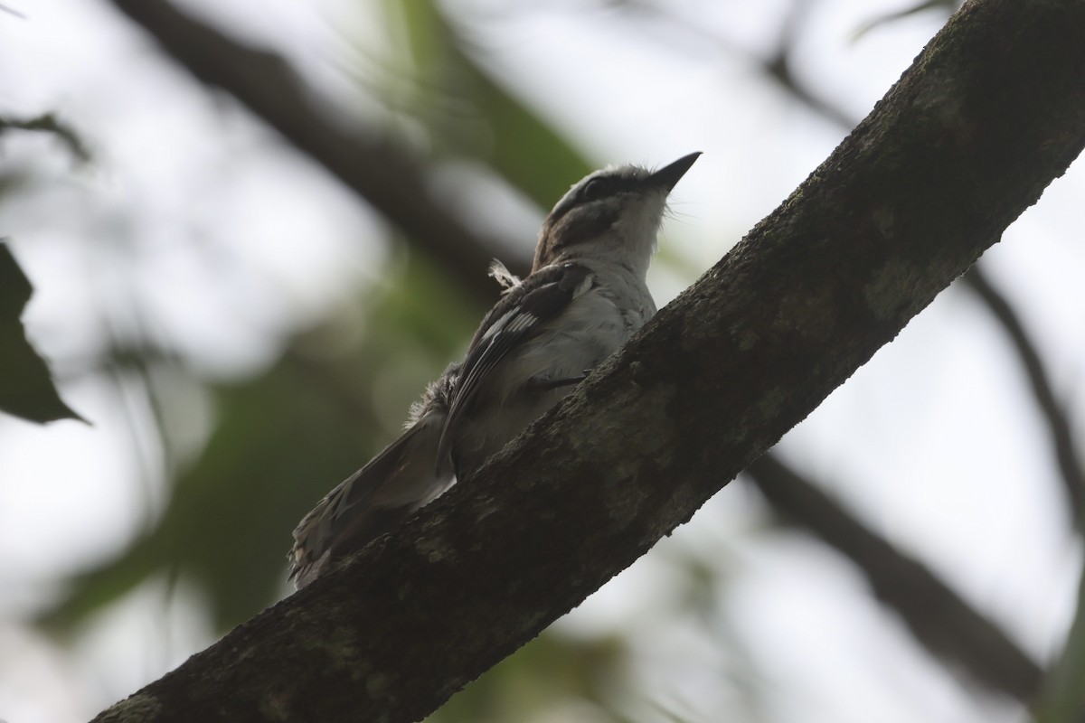 White-browed Robin - ML630599853