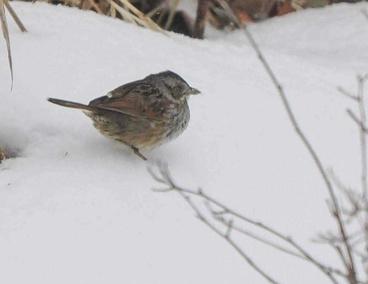 Swamp Sparrow - ML630599869