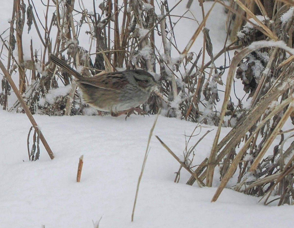 Swamp Sparrow - ML630599870
