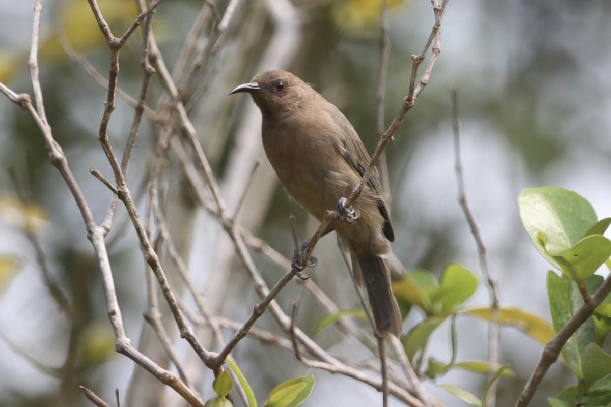 Dusky Myzomela - ML630599874